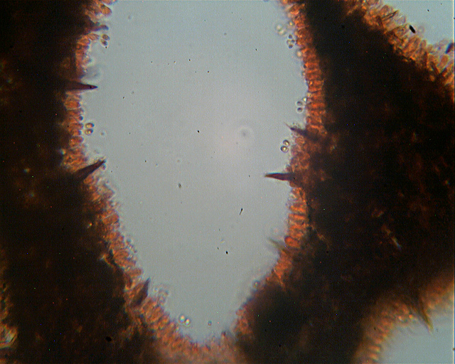 Un giretto tra le quercie